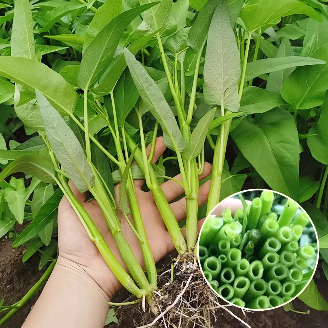 空心菜种子青梗菜籽种植品质发芽生长空心菜种籽柳叶四季蔬菜种子