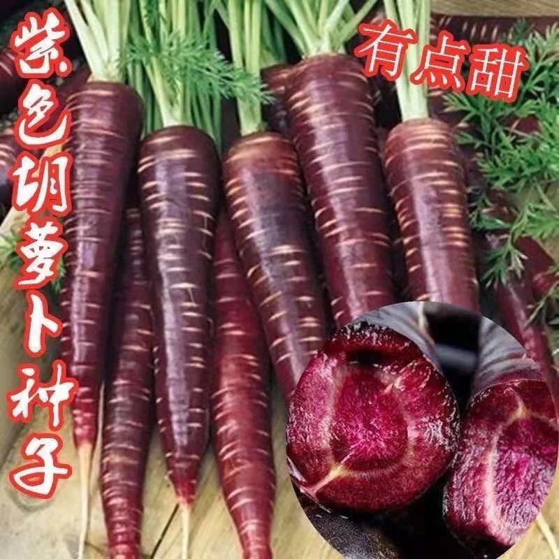 【紫胡萝卜种子】四季高产紫色胡萝卜农家水果萝卜庭院紫黑蔬菜种子