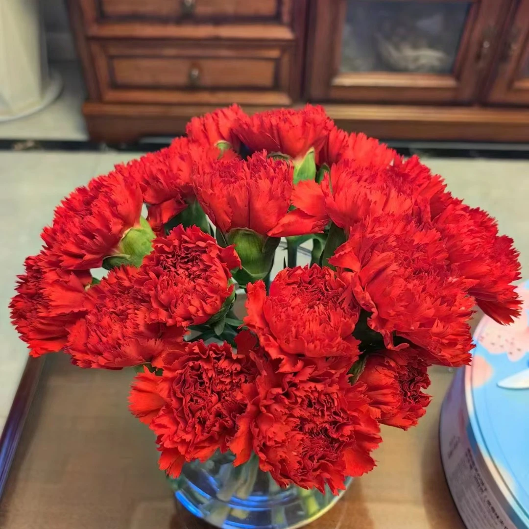 {满两单空运包邮}洪福康乃馨20枝 任意两单及以上空运包邮