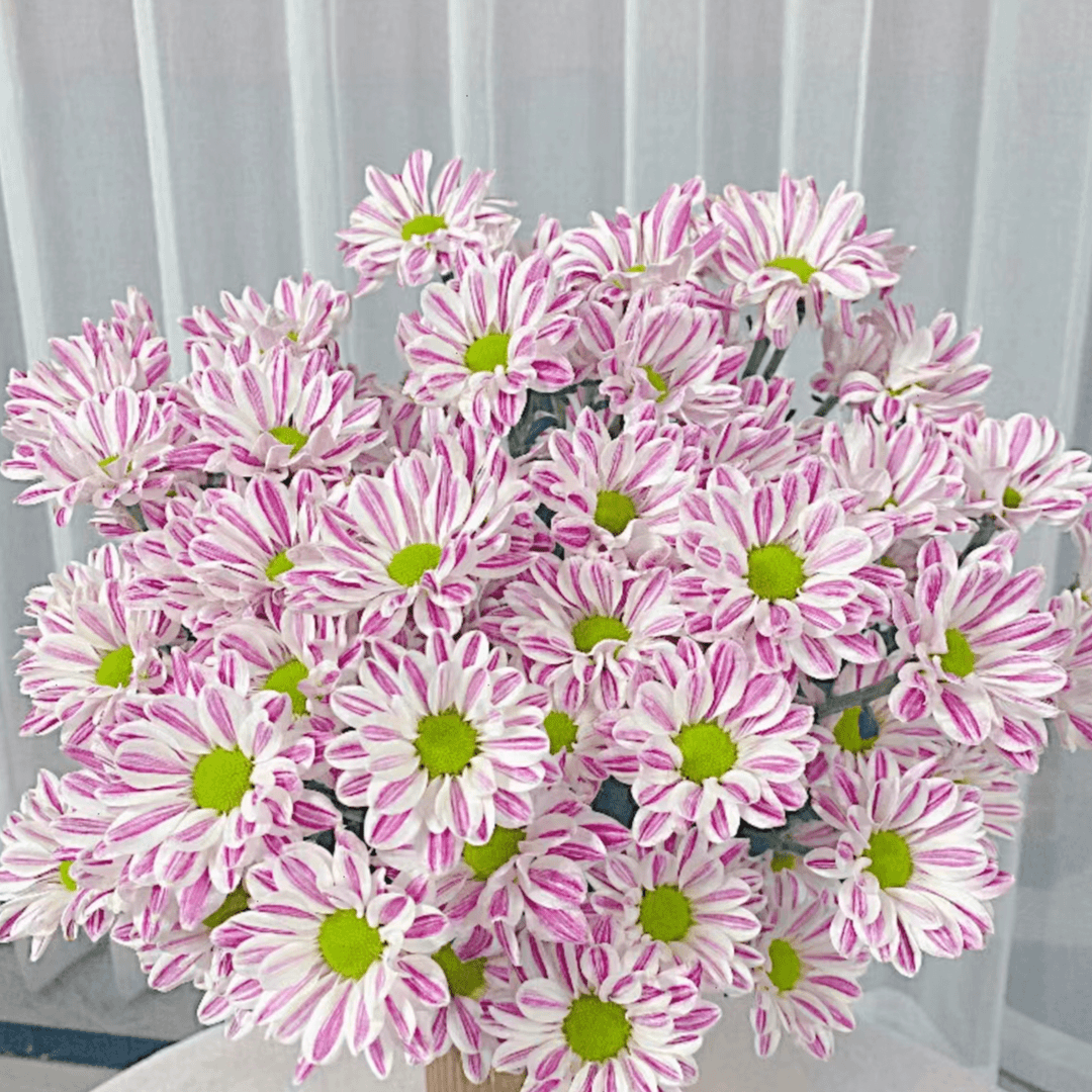 {满两单包邮} 粉斑马小菊10枝 任意两单及以上顺丰包邮