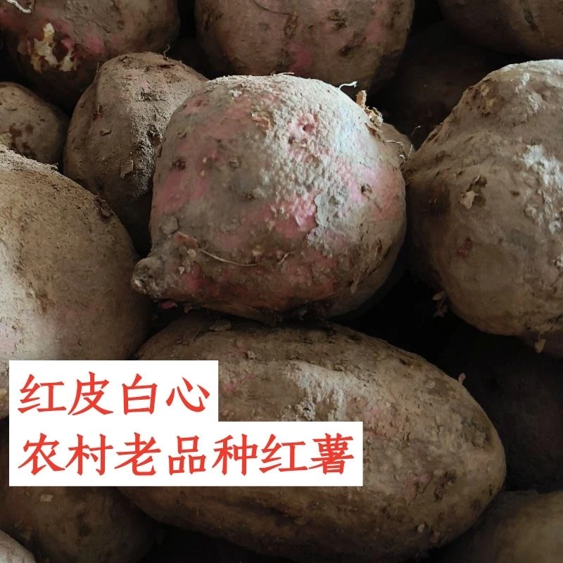 高山农家整箱散装新鲜陕西红薯红皮白心老品种健康红苕软糯香甜