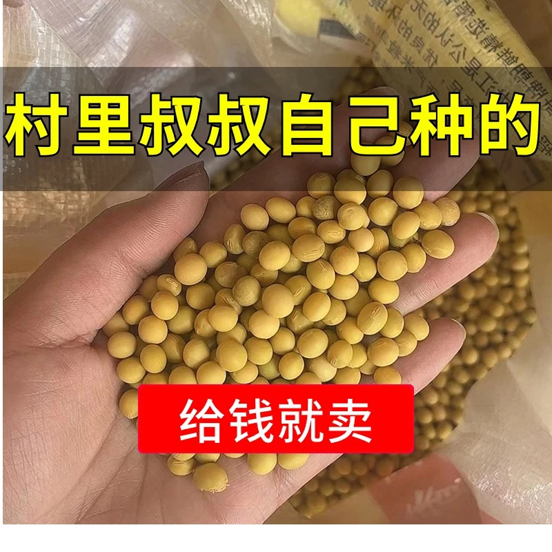 黄豆2023年新黄豆陕西汉中农家自种老品种黄豆非转基因高山黄豆