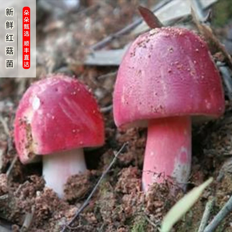 云南新鲜红菇菌 500g-1000g