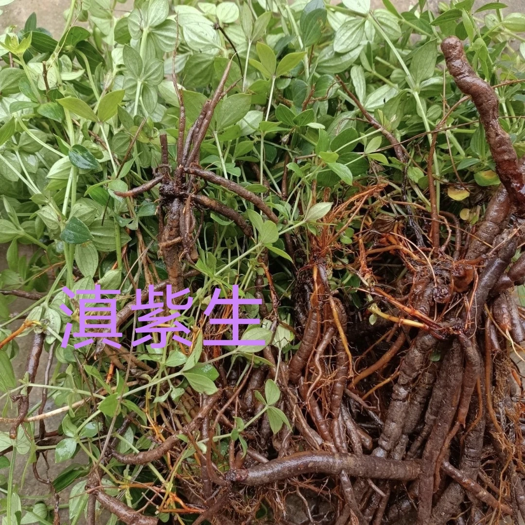 云南特色小红参新鲜原生态云南小红参特产紫参小红生种苗老根
