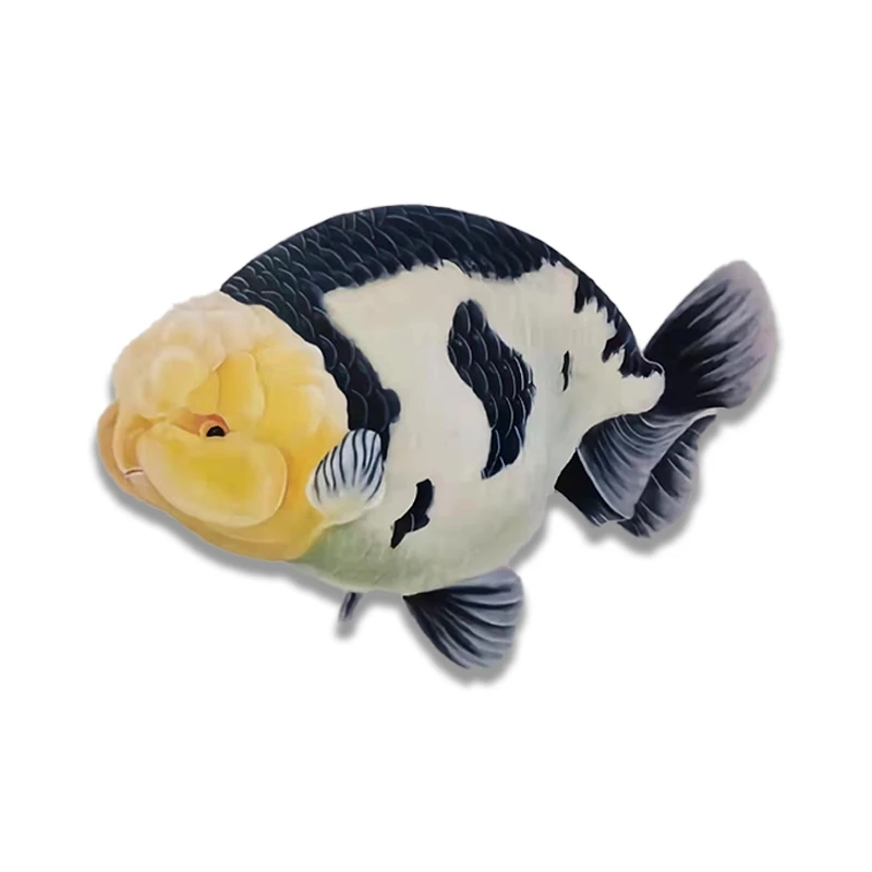 精品兰寿金鱼，奶牛，奶花，五花，玉兔养鱼活体