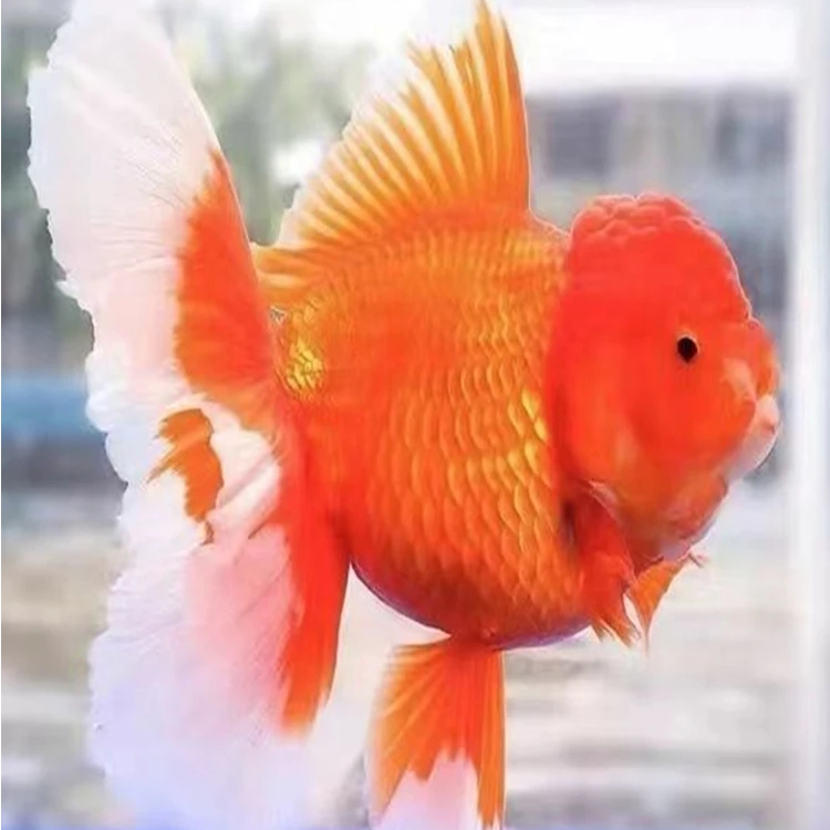 精品百褶泰狮活体金鱼观赏鱼