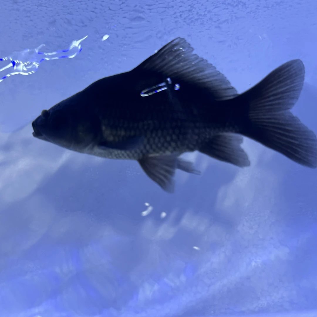 精品纯种黑色墨蝶蝴蝶鲤 普短体型广温鱼冷水鱼观赏鱼