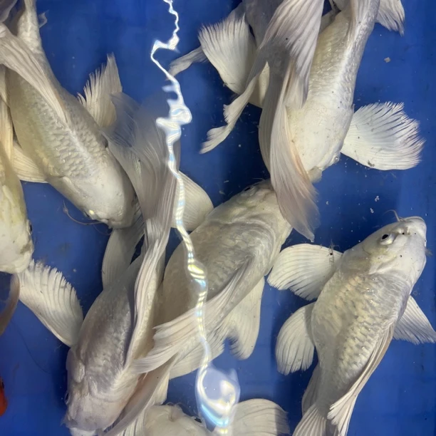 直播特价链接 一物一拍  蝴蝶鲤冷水鱼观赏鱼广温鱼对版发货