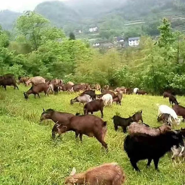 高山散养跑山羊直播现称