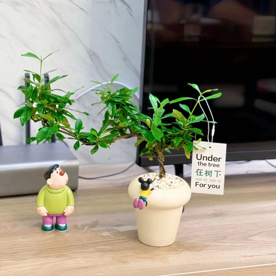 栀子花微盆景室内绿植花卉四季桌面盆景组合小盆栽客厅摆件