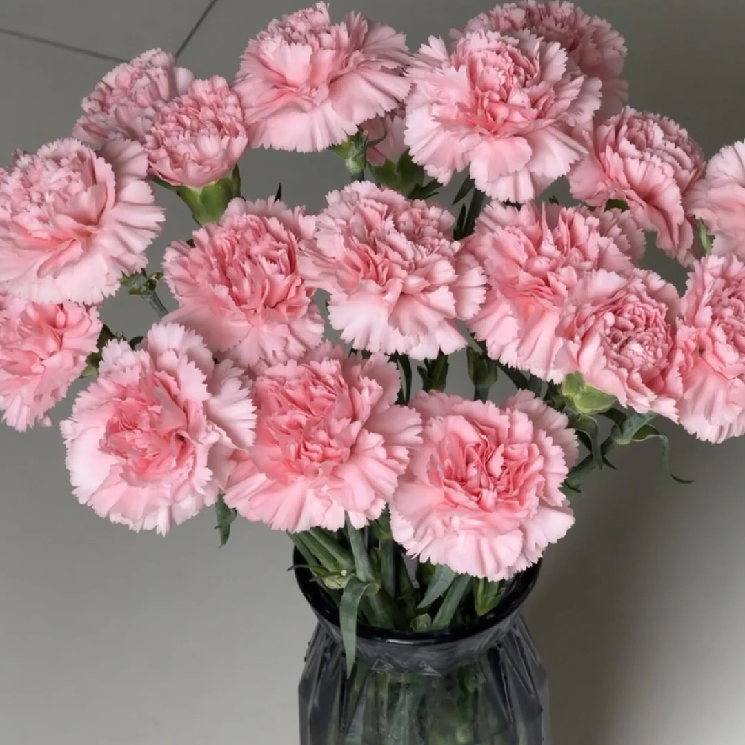 【经典粉钻】康乃馨鲜花浪漫情人节干净无瑕疵云南昆明发货顺丰冷链