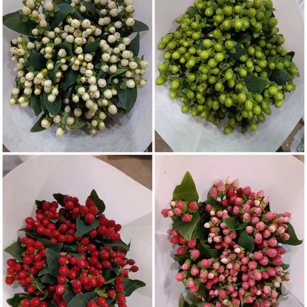 火龙珠红色绿色粉色白色鲜花可水养可干花家用云南基地昆明发顺丰