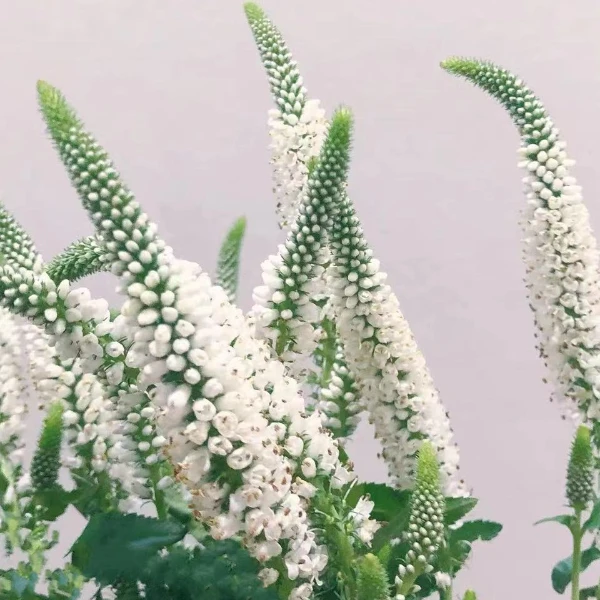 白色鼠尾草鲜花线条型小众花材水养护高颜值家用办公插花云南基地