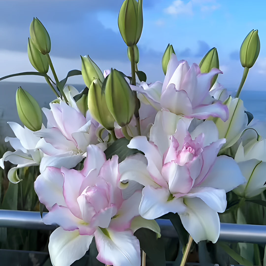 【冰美人】重瓣香水百合家庭高端花上色程度根据当地气温浪漫七夕礼