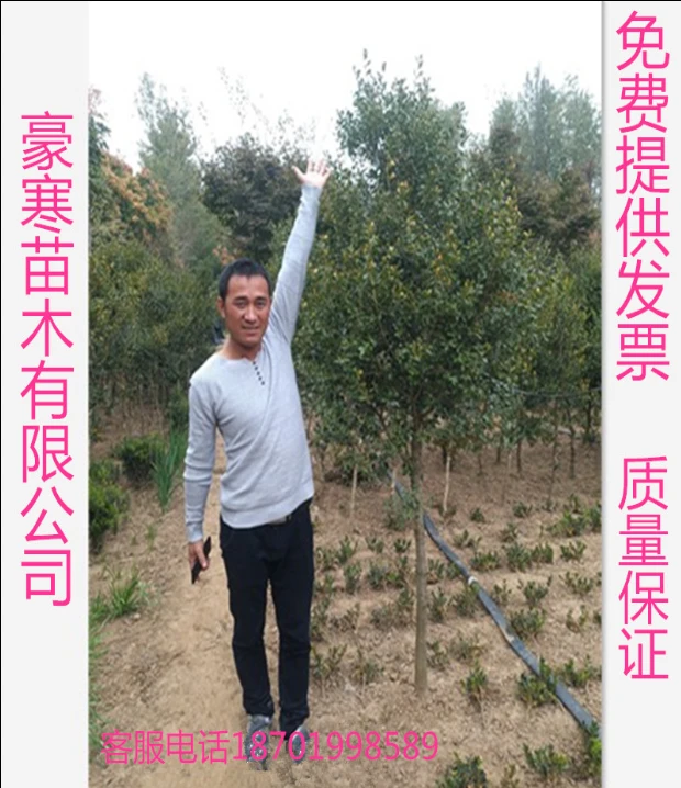 小叶黄杨树苗独杆黄杨苗 盆栽瓜子黄杨苗 高杆黄杨盆景树桩素材