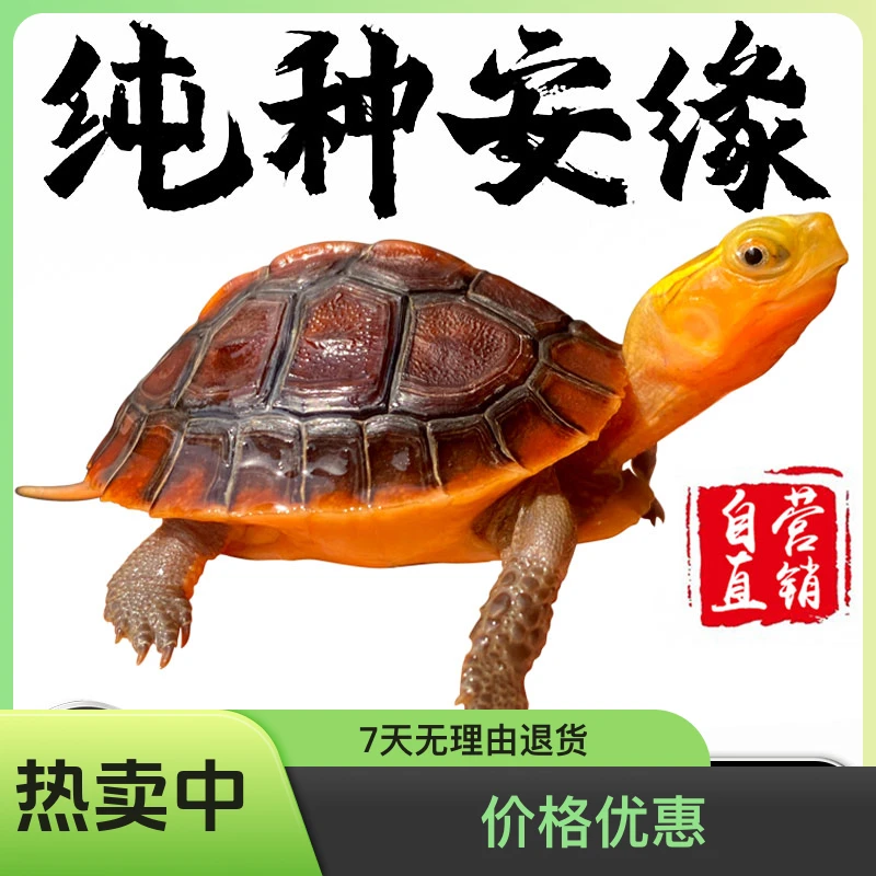 人工合法养殖黄缘龟安缘龟皖南皖西安缘苗黄缘苗直播挑选