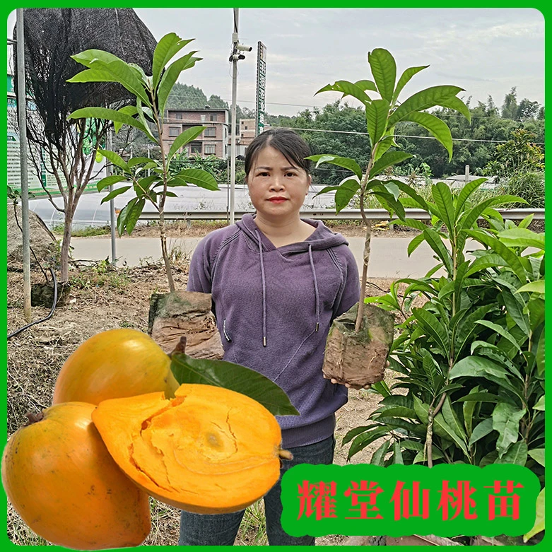 罗斯果耀堂仙桃苗 仙桃一号鸡蛋果苗 嫁接苗产量高