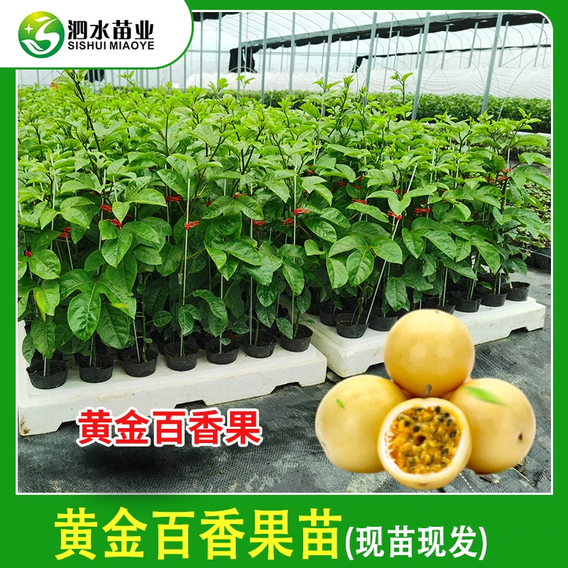 黄金百香果苗 台农百香果嫁接苗 百香果种苗