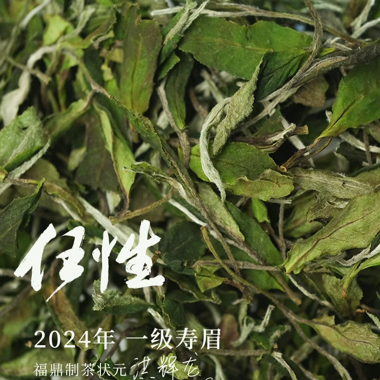 【洪辉龙】2024年 任性 一级寿眉