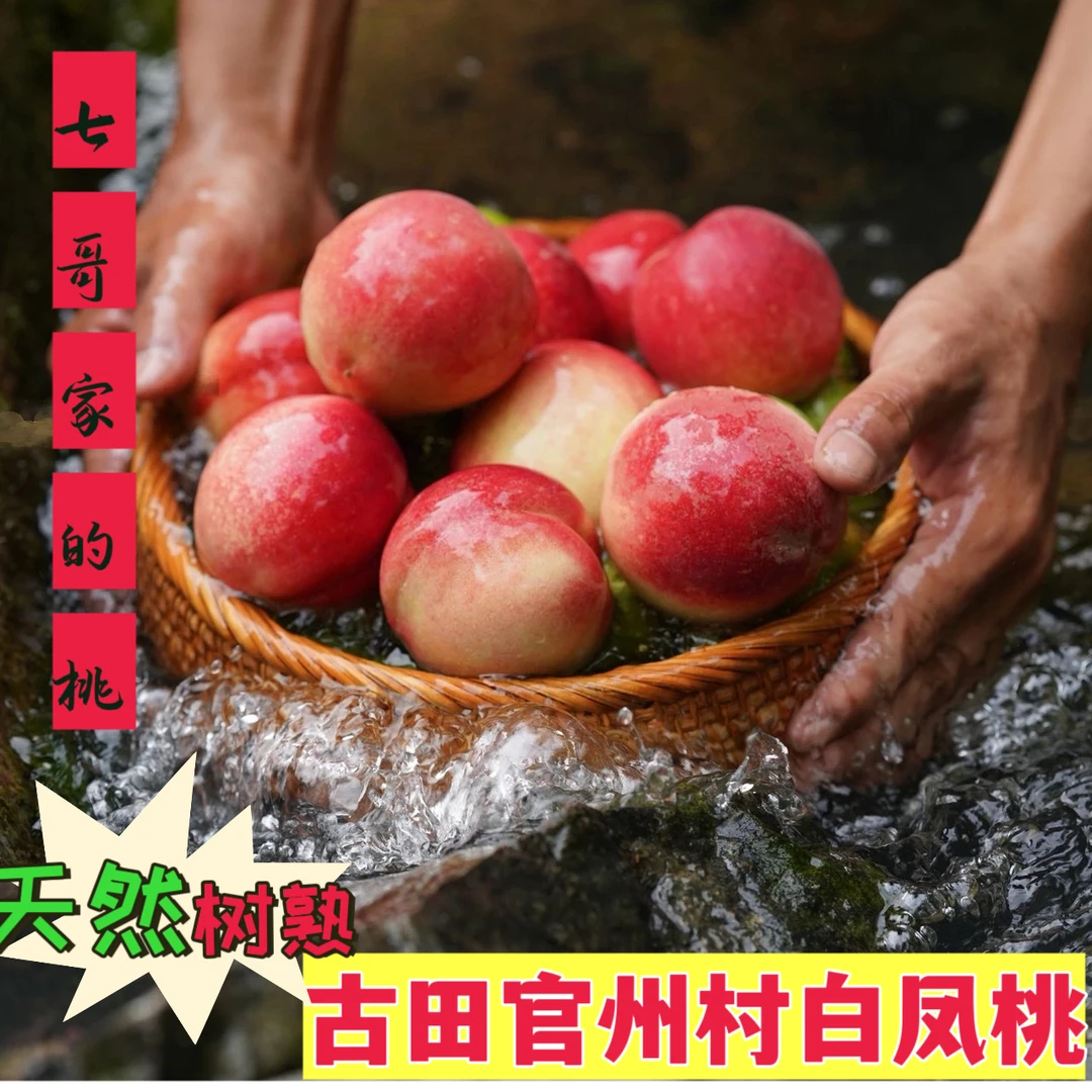 福建古田官州村白凤水蜜桃（五斤装）大果推荐