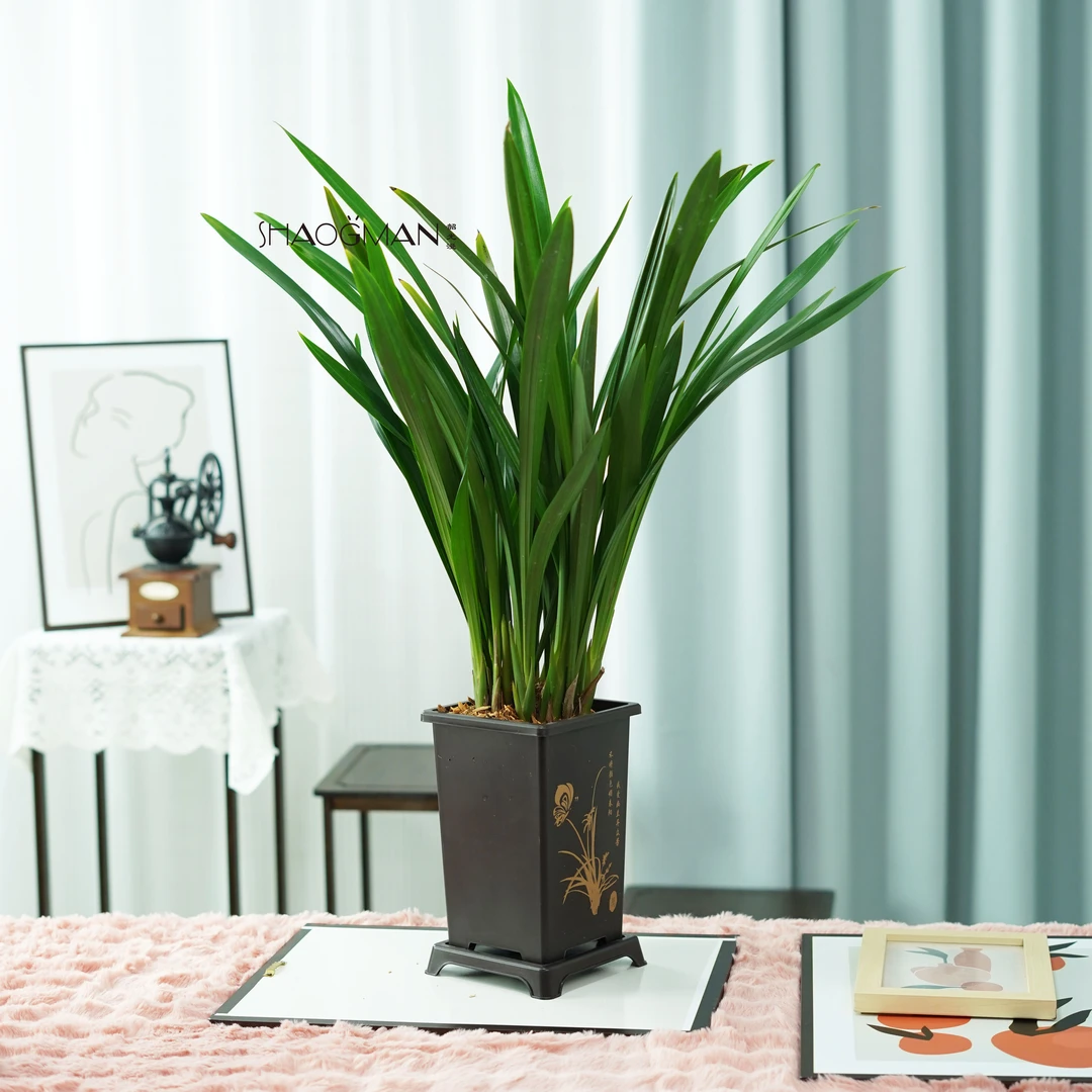 墨兰醉美人兰花苗兰场基地直发好养6-8株苗带盆种好