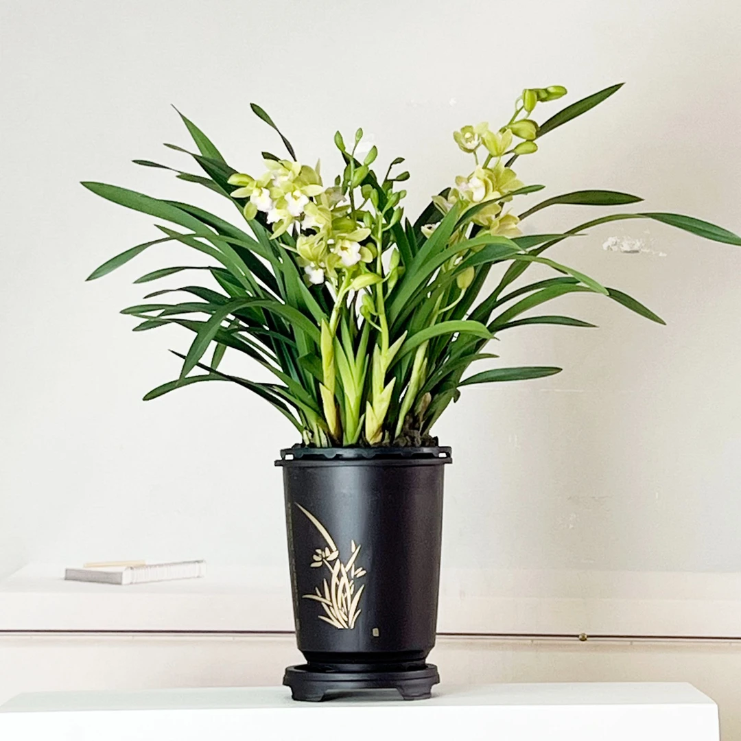 【4-5支花剑】正宗香水香兰 迎春花兰场基地直发带国风盆发