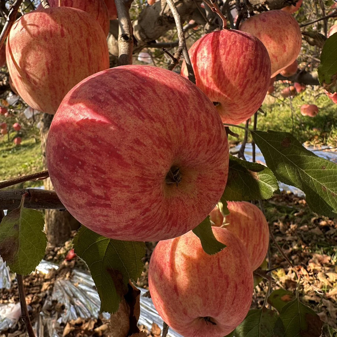 陕西高原苹果霸気苹果霜降后采摘高糖脆甜酥脆天然香甜皮薄果园