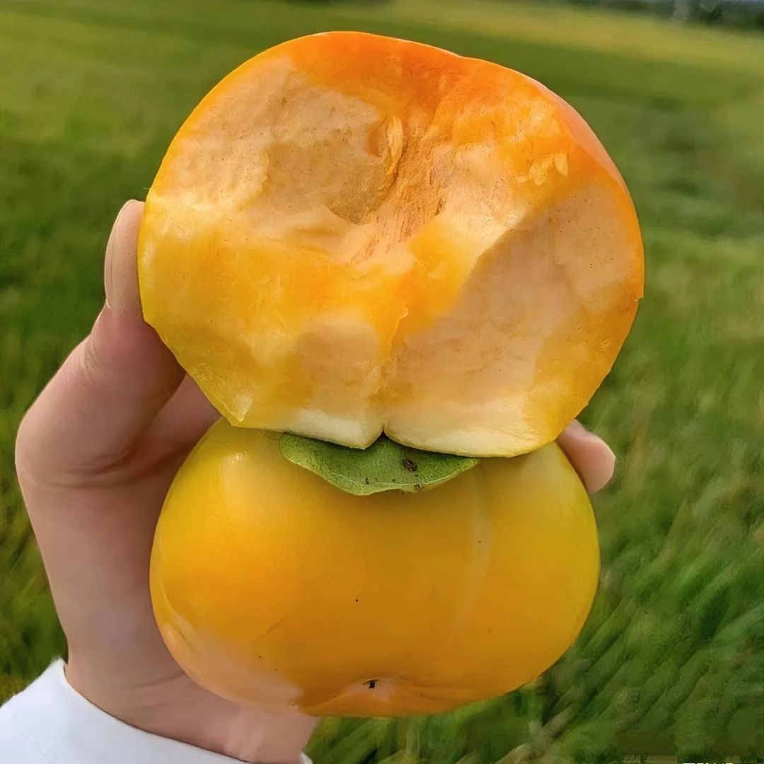 果鲜巢巧克力脆柿硬柿子无核纯甜新鲜阳丰脆柿现摘现发带箱5斤