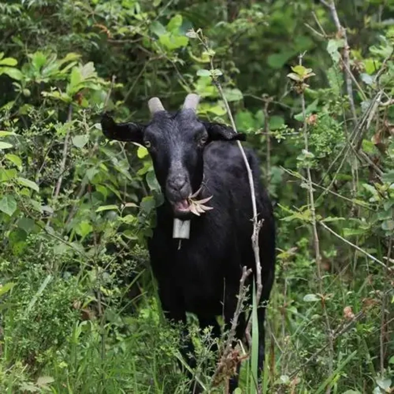 【羊排带腩】怀集本地石山羊/黑山羊烧过稻谷草 直播间称重改价链接