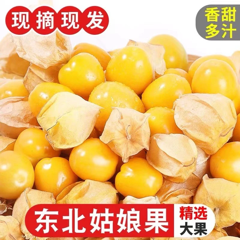 东北正宗姑娘果新鲜现摘灯笼果水果黄姑娘水果金姑娘果1/2/3/5斤