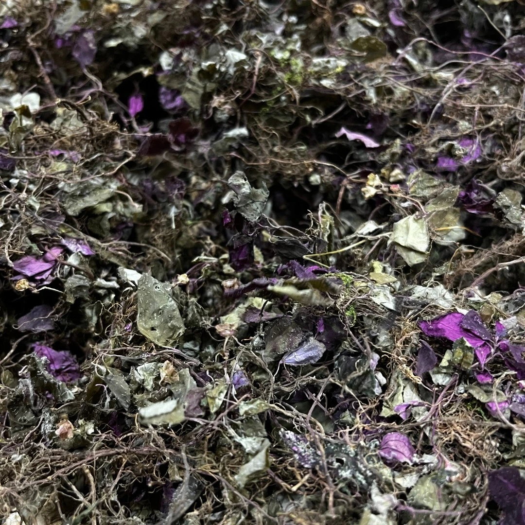 风柜斗草小叶深山采摘非种植50克 250克 500克煲汤煮水农家自晒