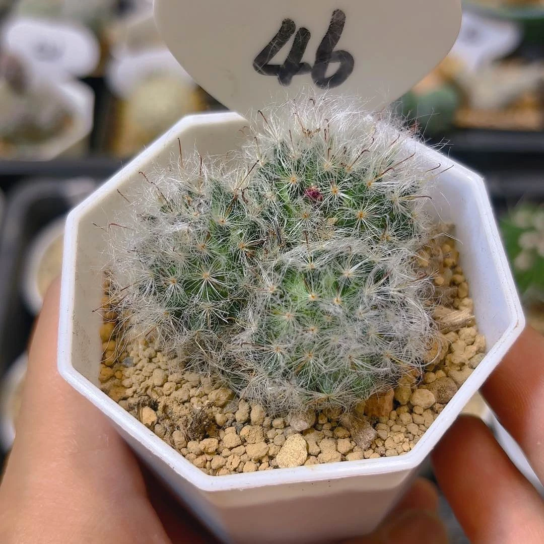 破***@46实生白云高砂仙人球