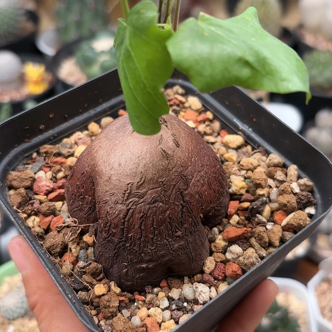 鲸**海249实生象足龟甲龙