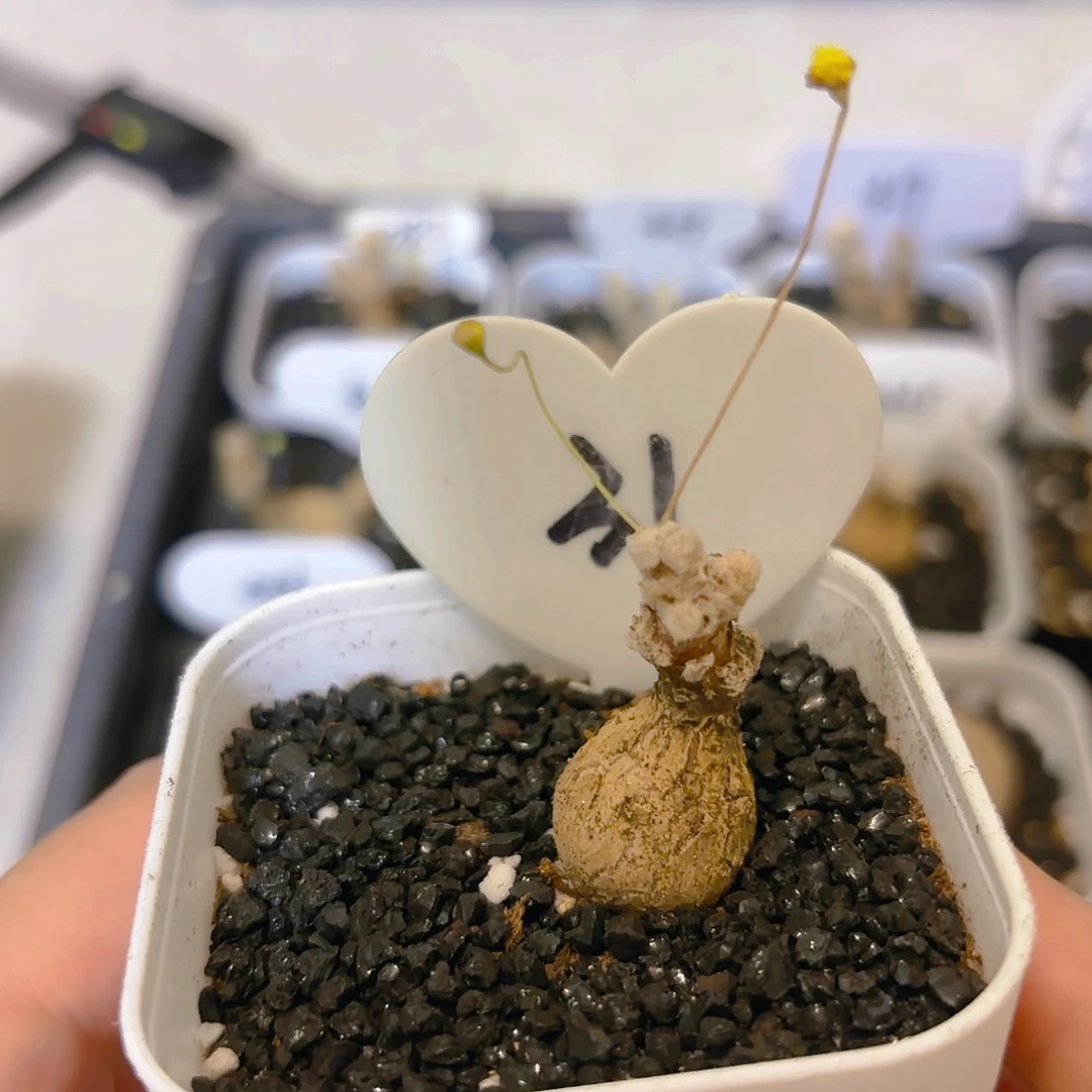 纳****心31恩特美厚墩菊