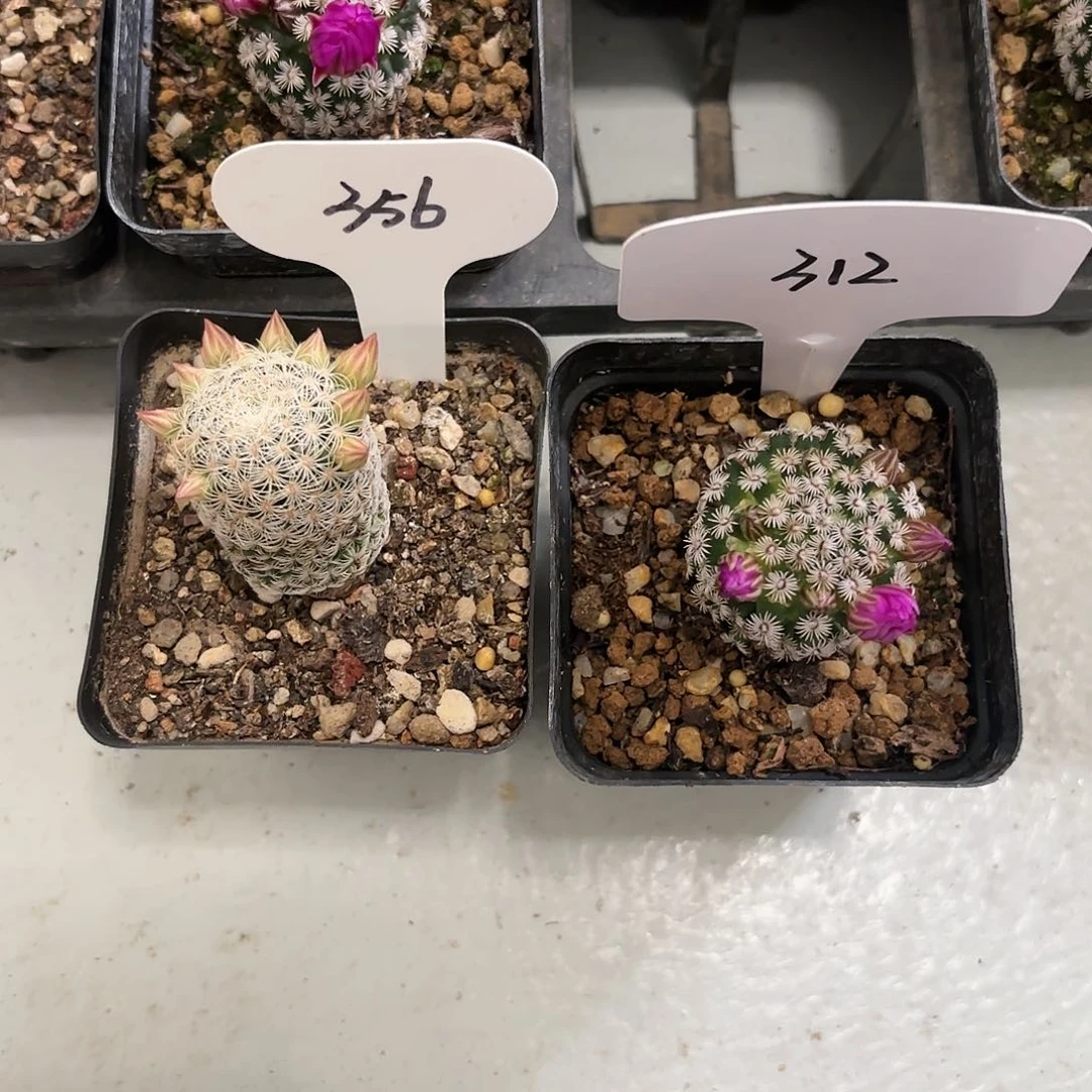 已*置356实生白子法师312实生白斜子