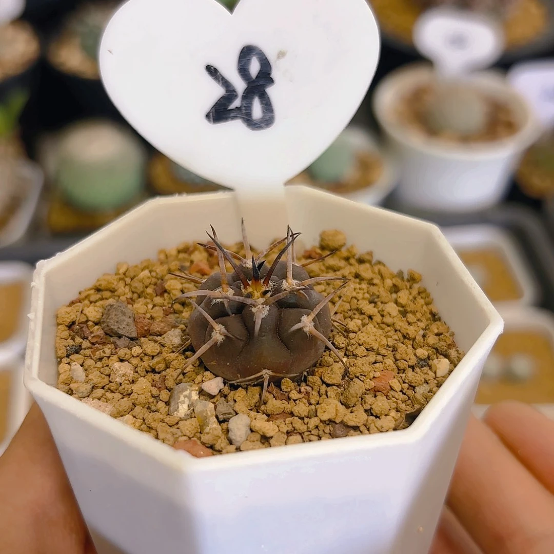 壹**木28实生日系五十铃守金