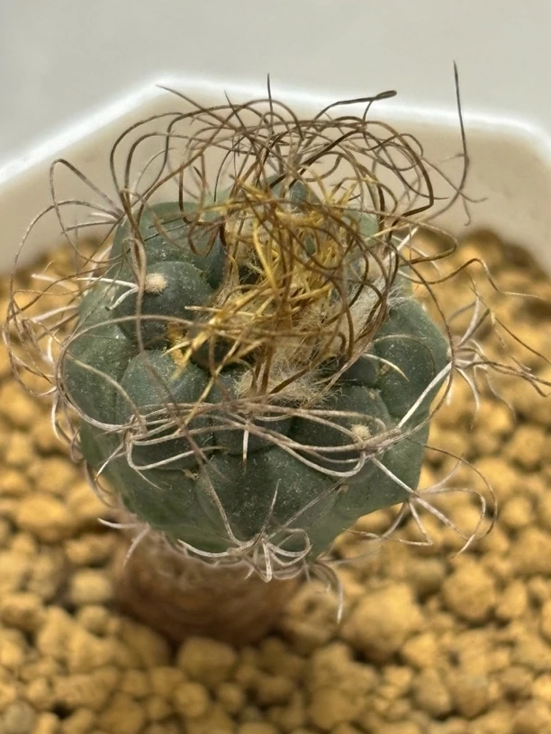 草刺黄城丸娇丽实生