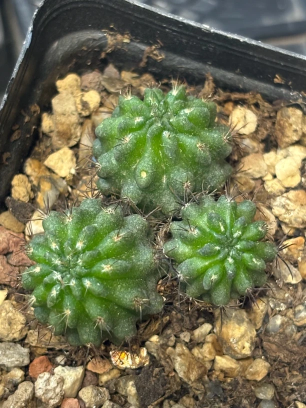 实生鱼鳞丸群生仙人球