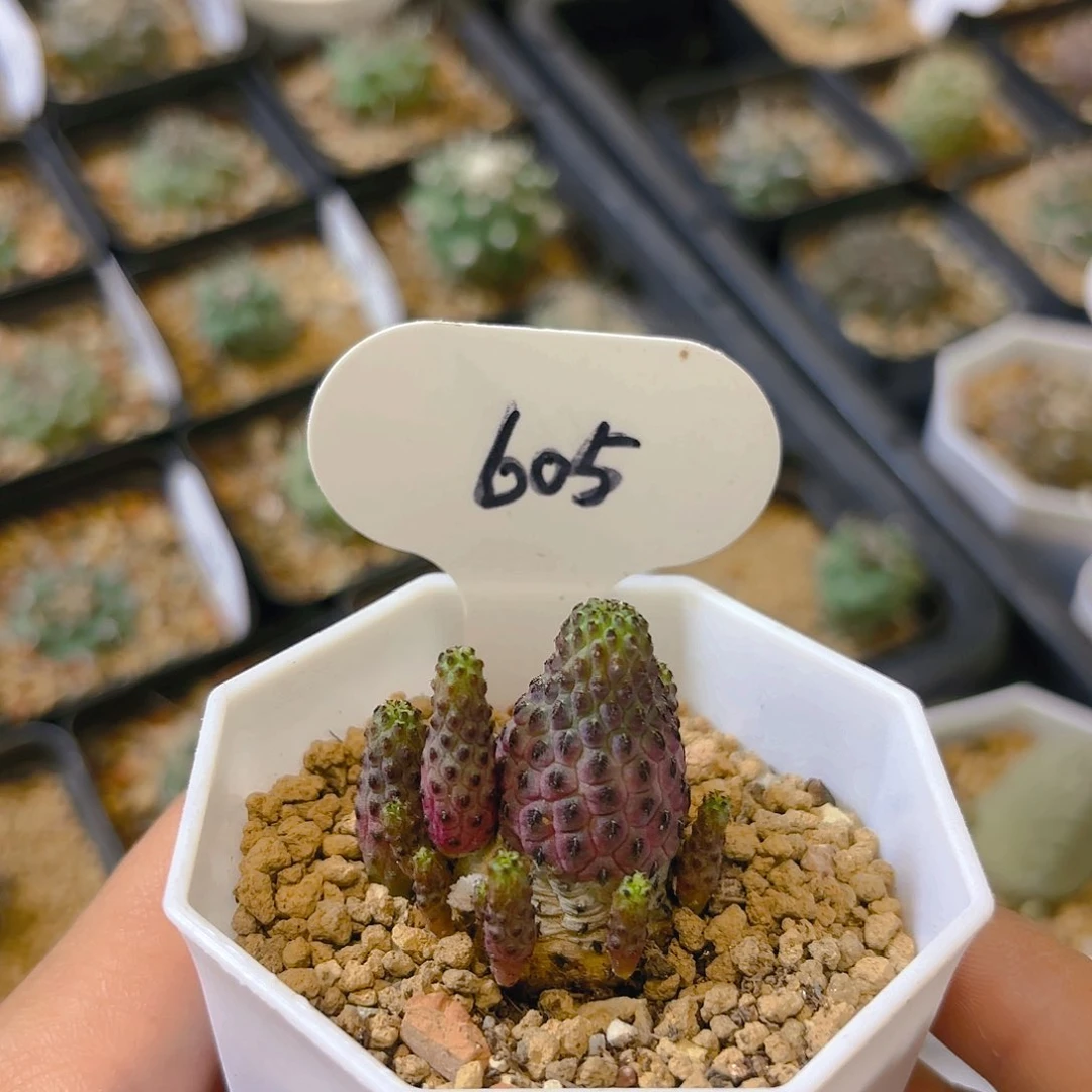 壹**木605紫丽丸群生仙人球