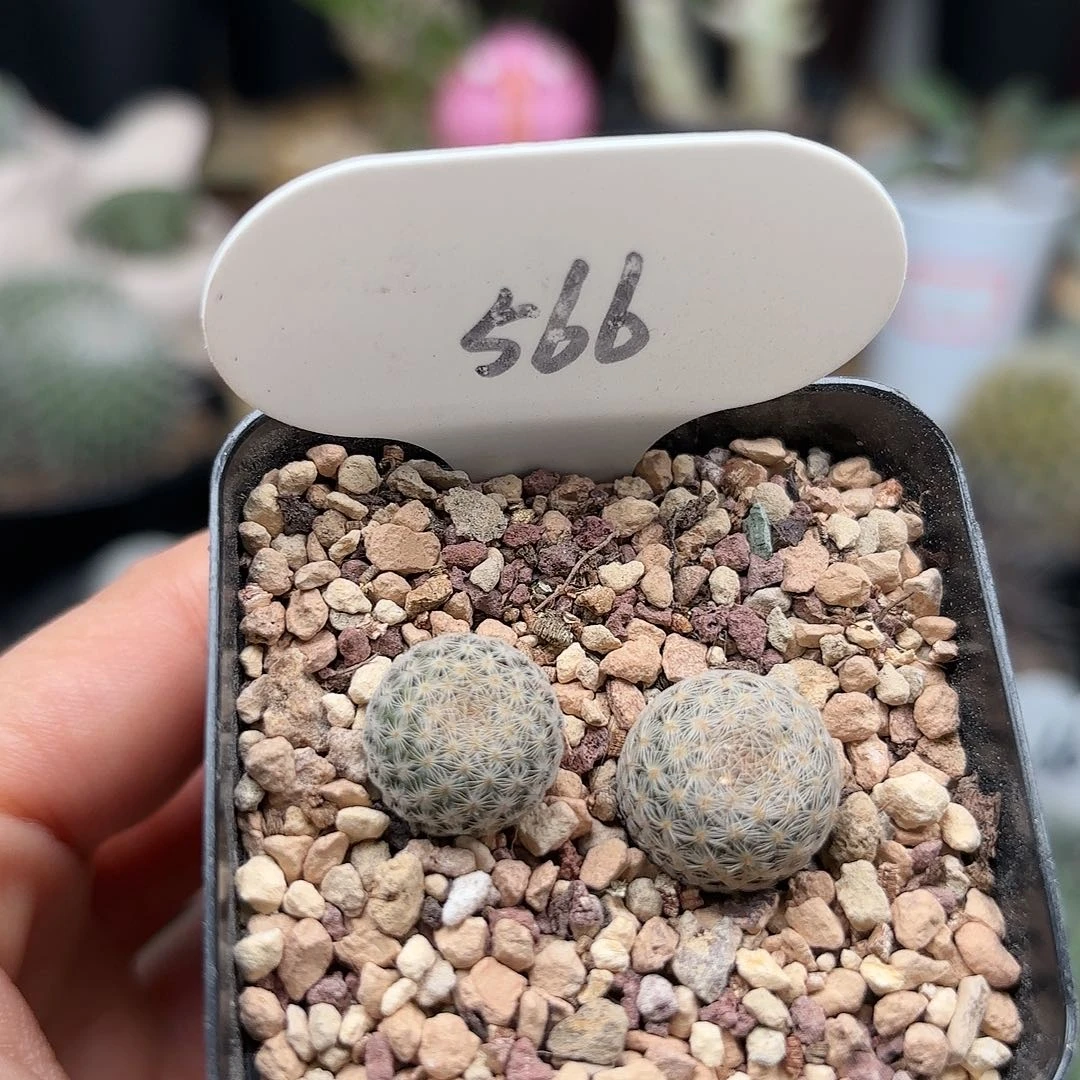 566实生美丽丸仙人球