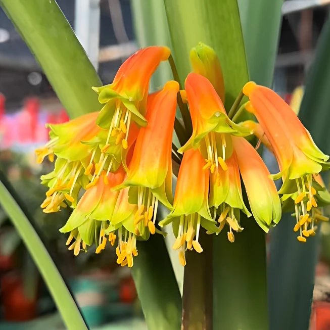 君子兰 蓬多兰精品血沼泽一颗3到5片叶（叶片个别歪点） 裸根