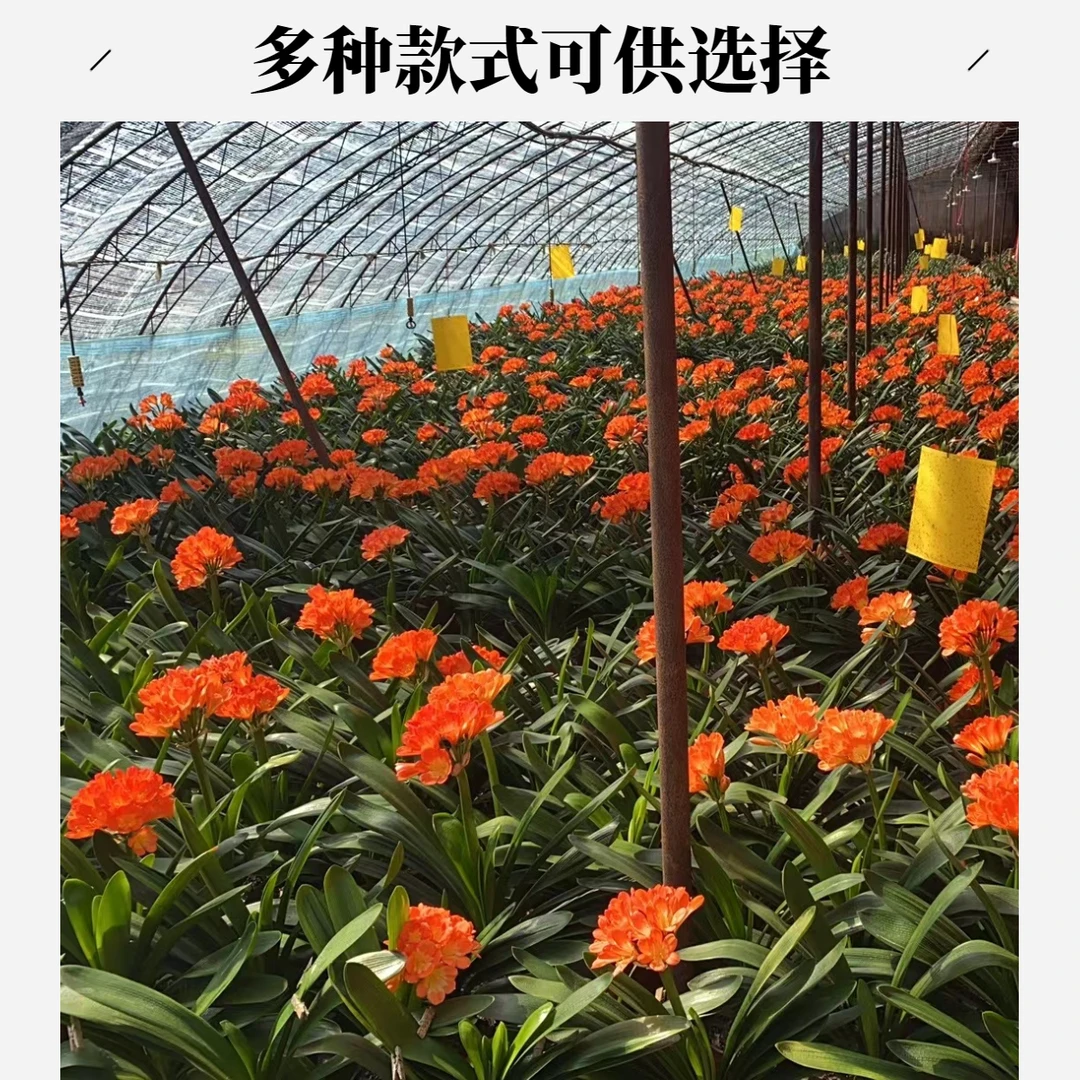 君子兰  旺肥康2包