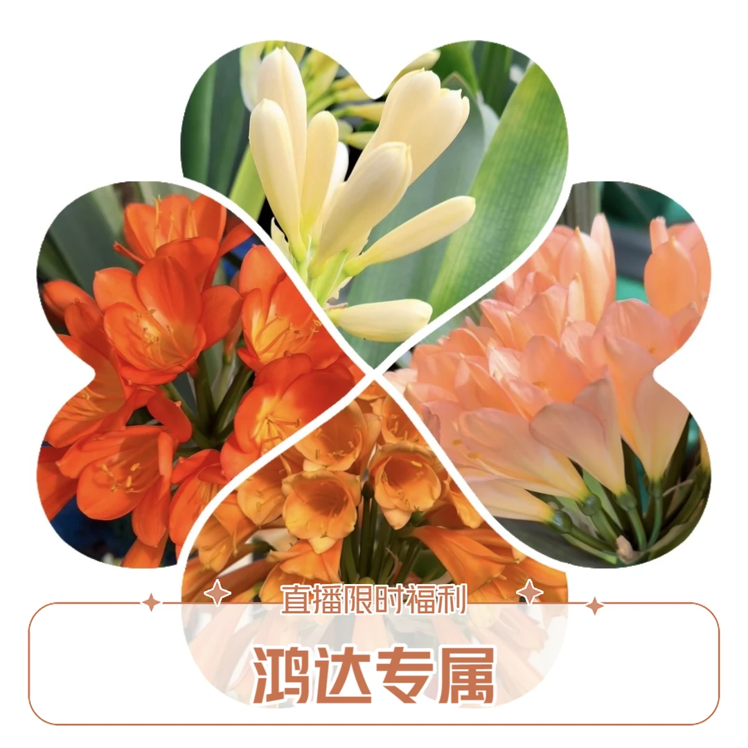 君子兰  绿小鬼一颗1-3片叶（有瑕疵 叶片不好）