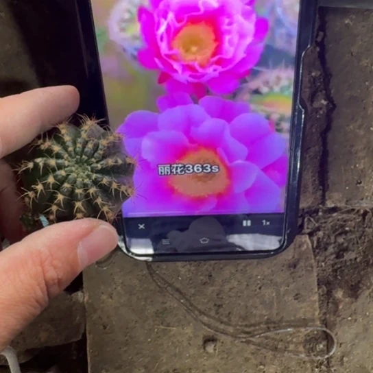 仙人球342丽花赛牡丹歪小无根侧牙3公分左右