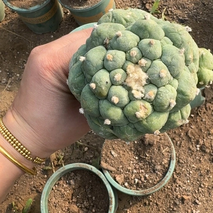 嫁接大尤植物斑脱土发货297