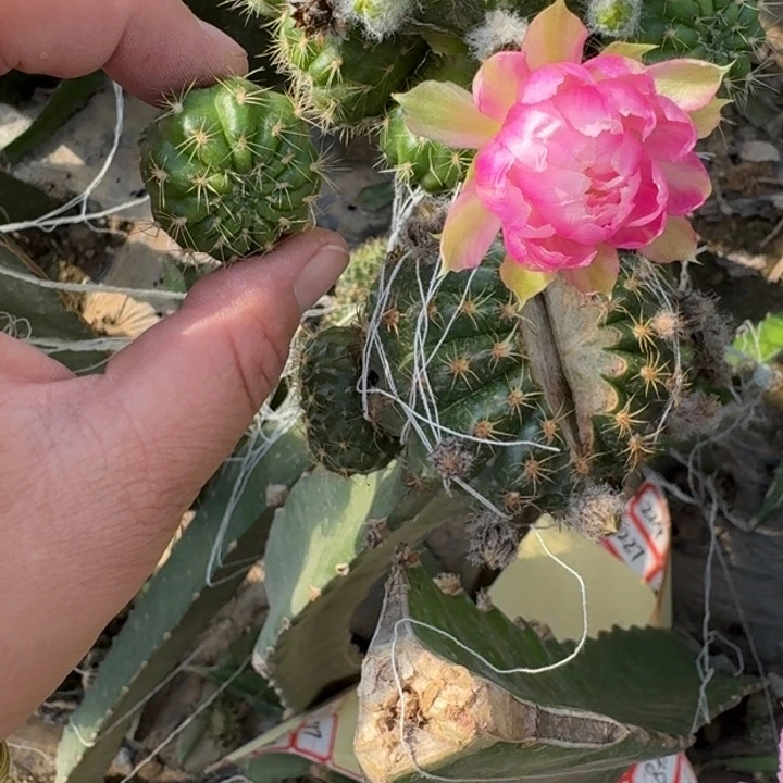 新品荷花歪无根侧牙3公分左右258