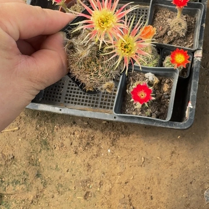 丽花脱盆脱土掰花发货软小285