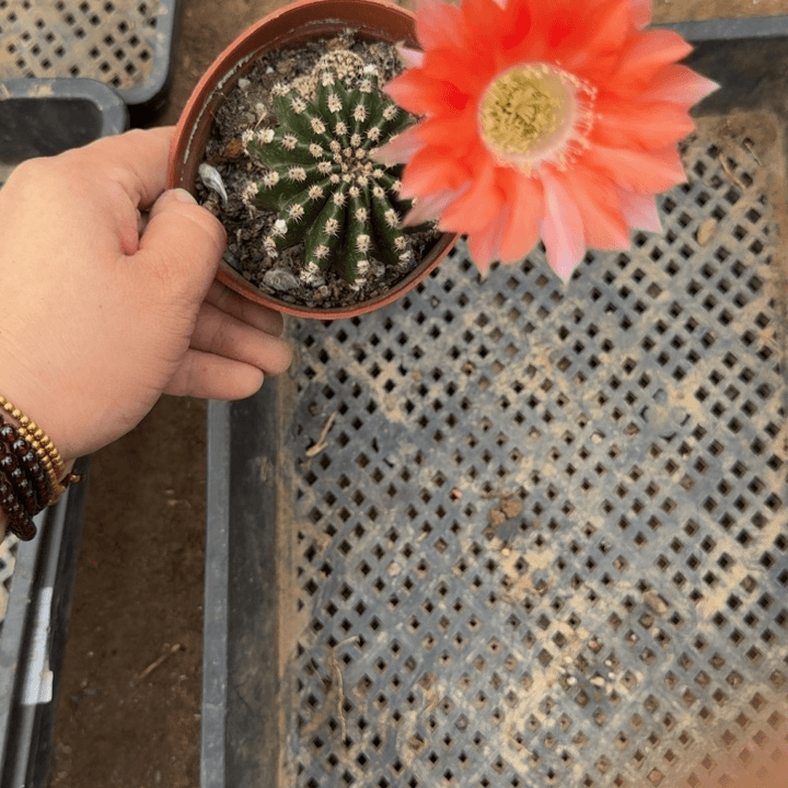 彩草斑脱盆脱土掰花发货掉侧牙无售后302