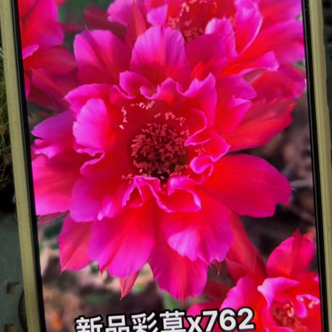 下60彩草x762歪侧芽4公分左右20包邮