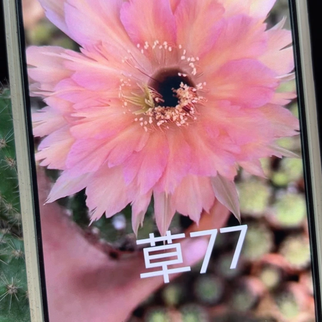 下34彩草77歪侧芽4公分左右20包邮